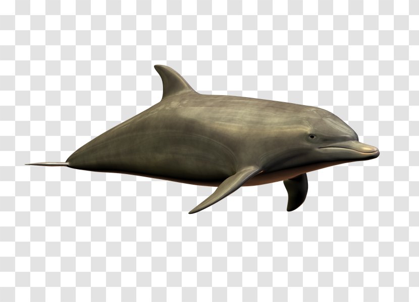 Common Bottlenose Dolphin Short-beaked Tucuxi Rough-toothed - Fauna - Roleplaying Transparent PNG