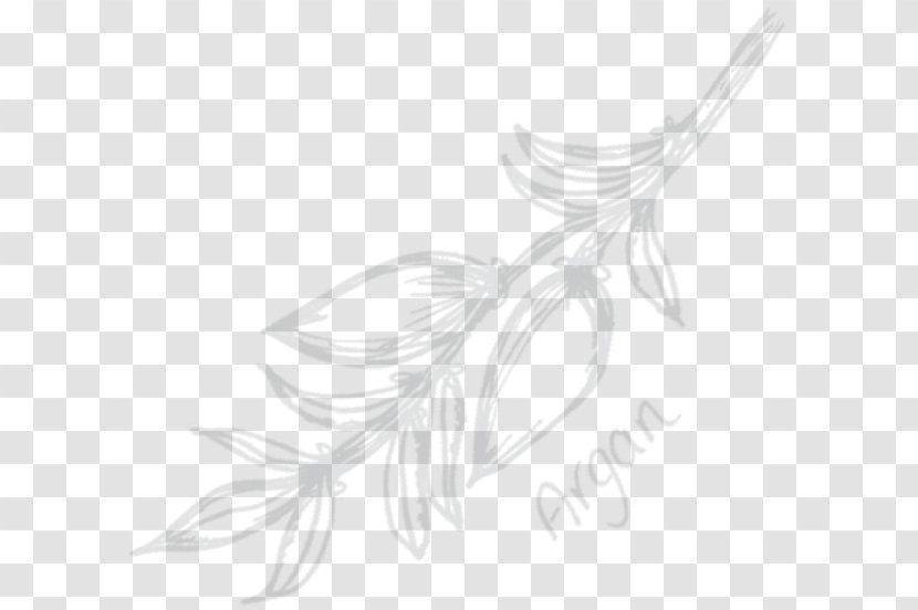 Line Art White Flowering Plant Feather Sketch - Drawing Transparent PNG