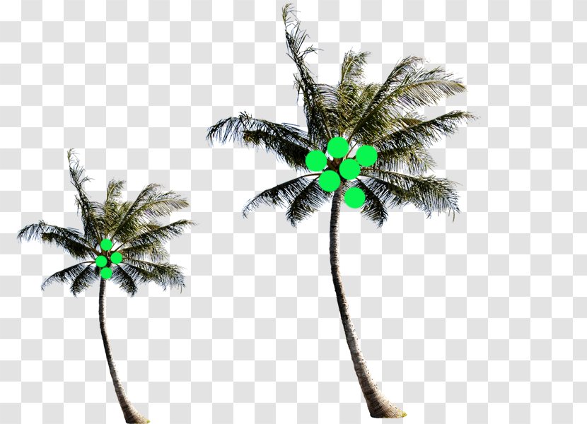 Arecaceae Coconut Tree - Threedimensional Space - South Establish Body Material Transparent PNG