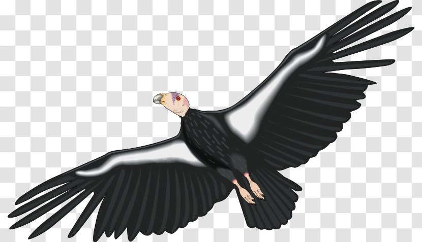 California Condor Clip Art - Bird - Of Prey Transparent PNG