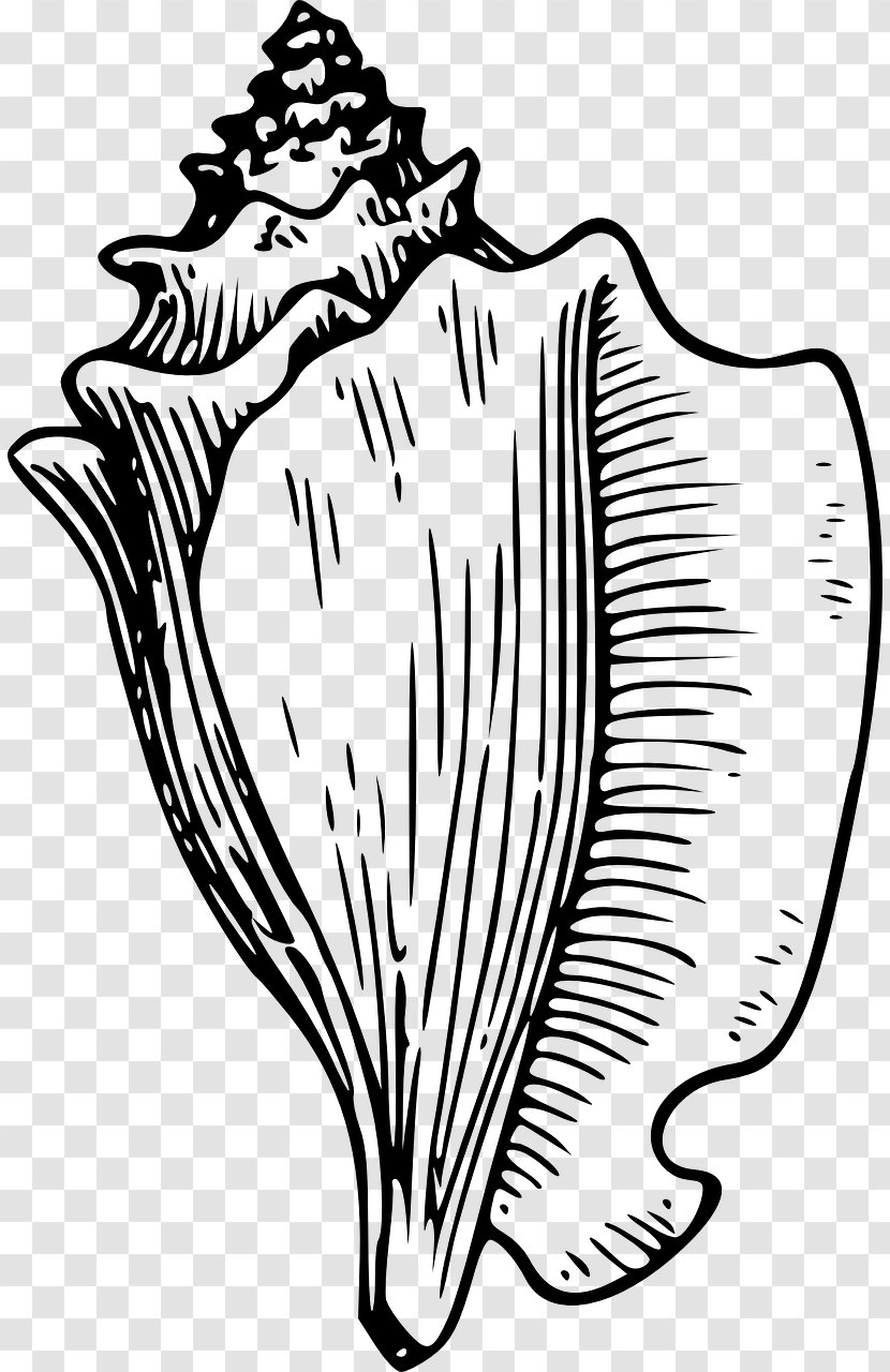 Lord Of The Flies Coloring Book Conch Seashell Clip Art - Heart Transparent PNG