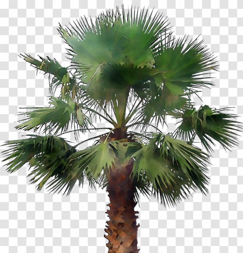 Asian Palmyra Palm Babassu Coconut Trees Date - Oil Palms - Arecales Transparent PNG