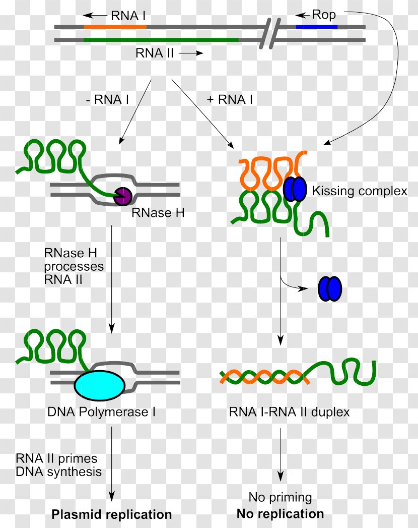 ColE1 DNA Replication Plasmid Origin Of Molecular Biology - Parallel Transparent PNG