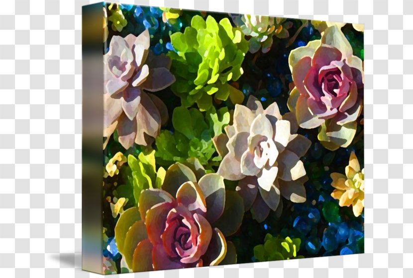 Succulent Plant Flower Floral Design Fine Art - Painting - Border Transparent PNG