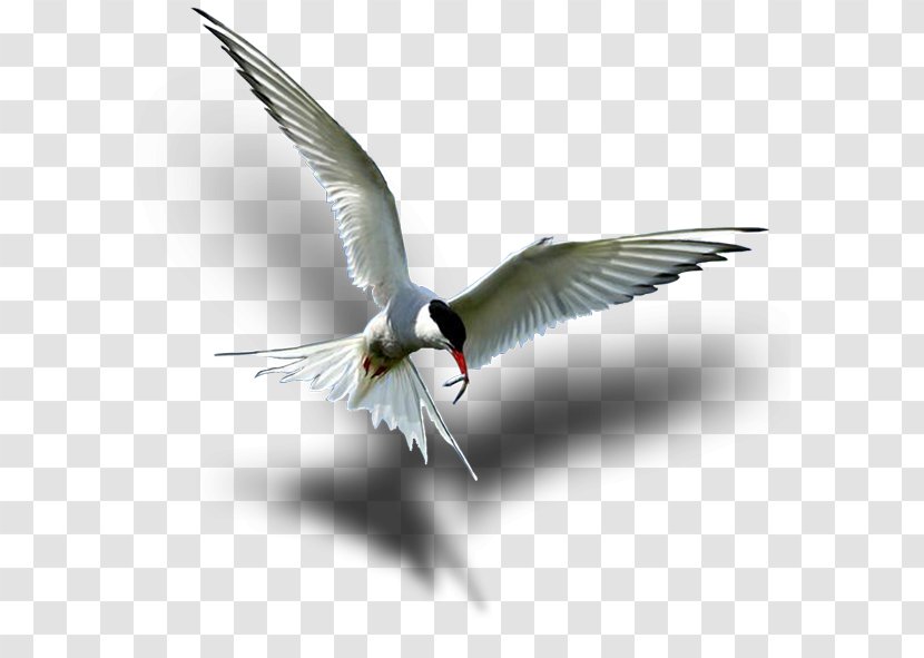 Wader Arctic Tern Seabird Beak - Game Fish Transparent PNG