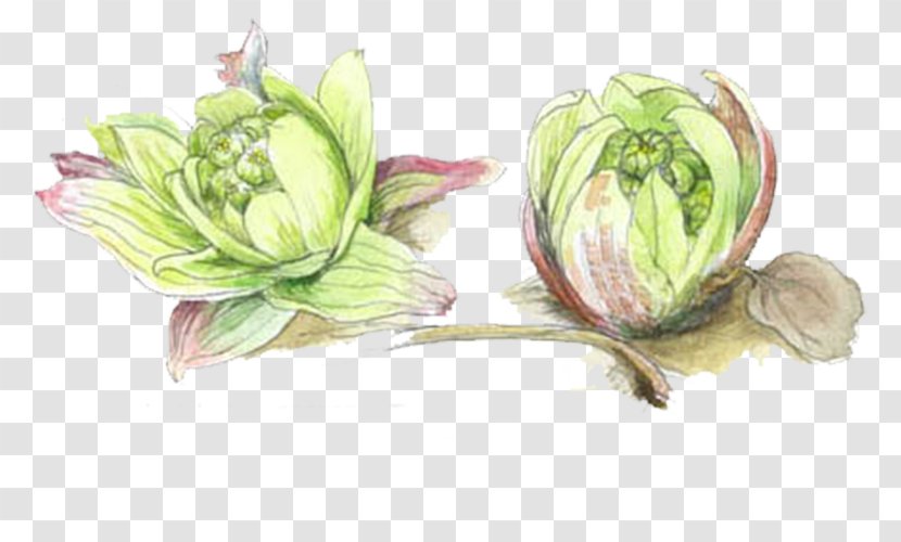 Red Cabbage Drawing Vegetable - Hand-painted Transparent PNG