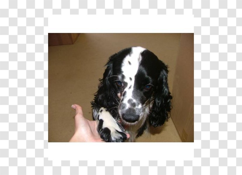 English Springer Spaniel Cocker Russian Puppy Dog Breed Transparent PNG