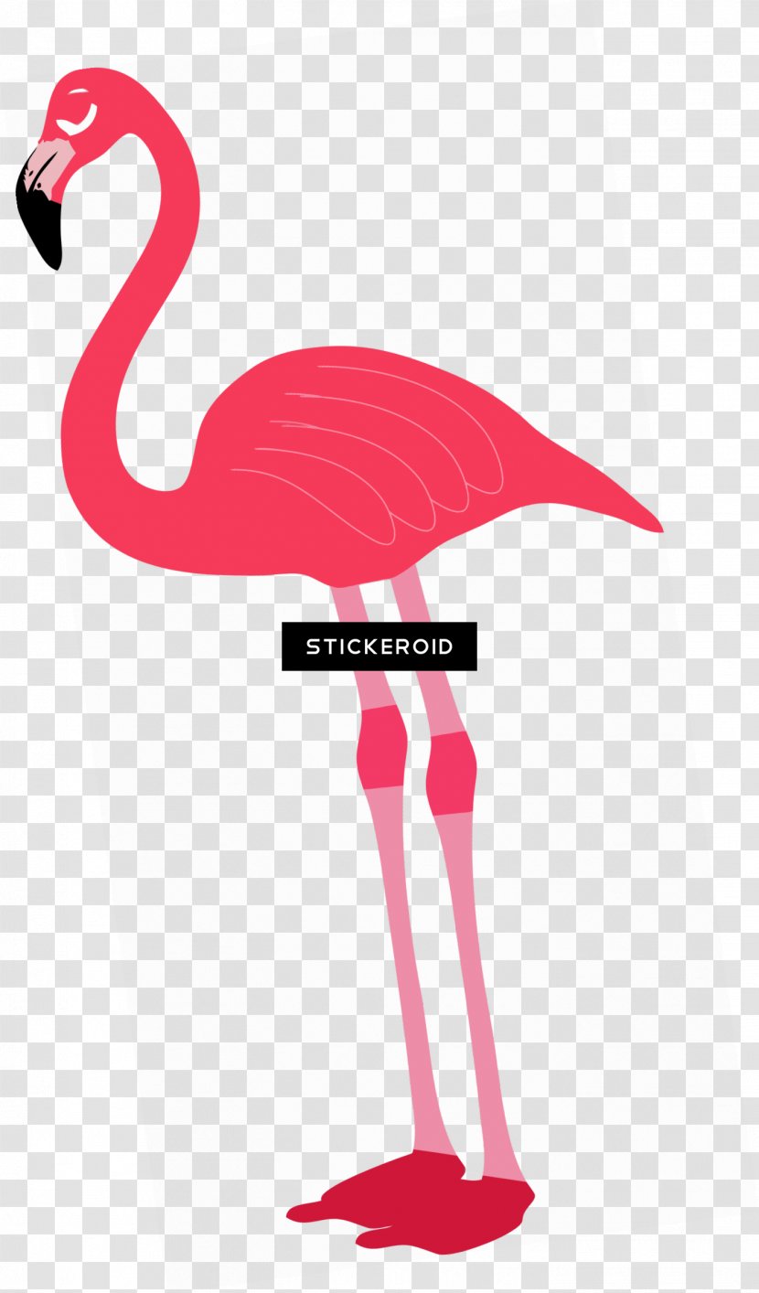 Pink Flamingo - Water Bird Transparent PNG