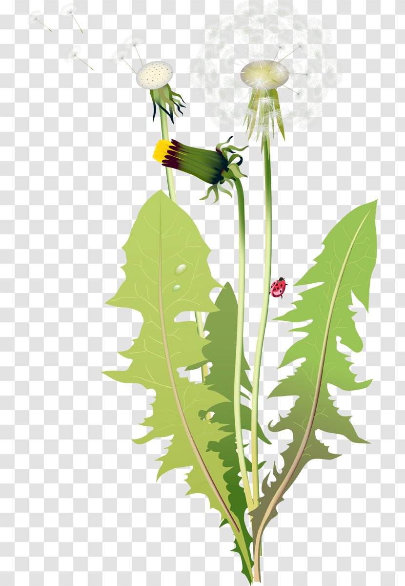 Flower Lilium Clip Art - Dandelion Transparent PNG