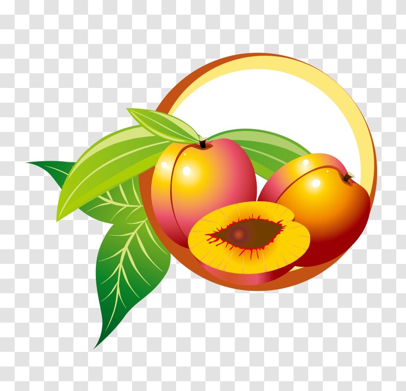 Fruit Drawing - Realistic Vector Yellow Peaches Transparent PNG