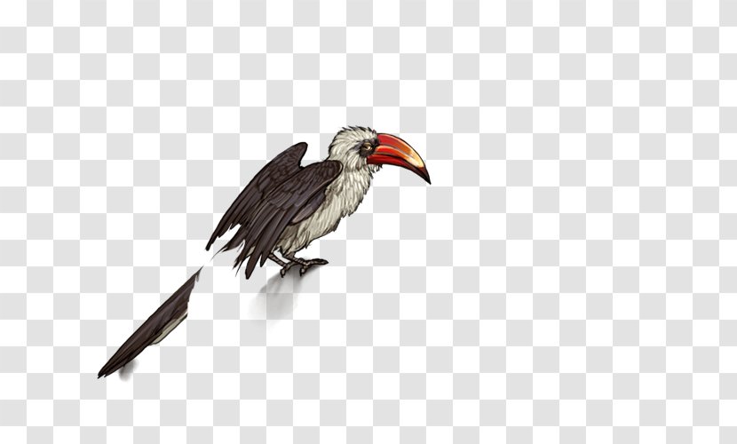 Hornbill Bird Egyptian Vulture Beak - Fauna Transparent PNG