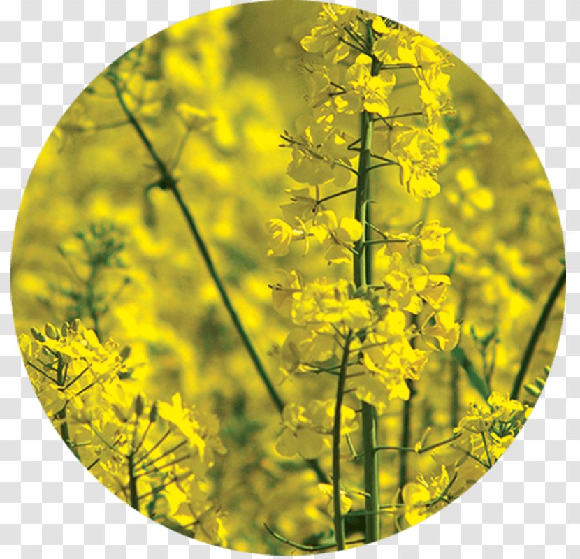 Rapeseed Green Manure Agriculture Raw Material - Fertilisers - Cover Crops Transparent PNG