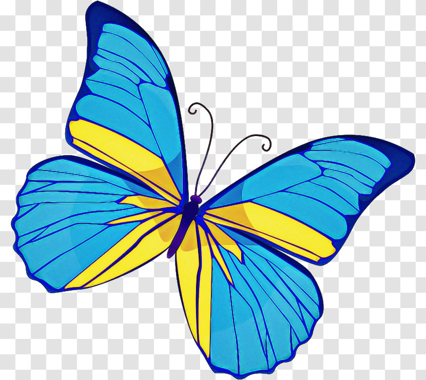 Butterfly Cartoon - Insect - Symmetry Brushfooted Transparent PNG