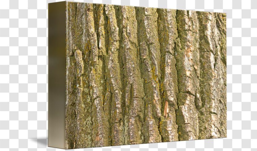 Trunk Wood /m/083vt Birch Bark - Tree Transparent PNG