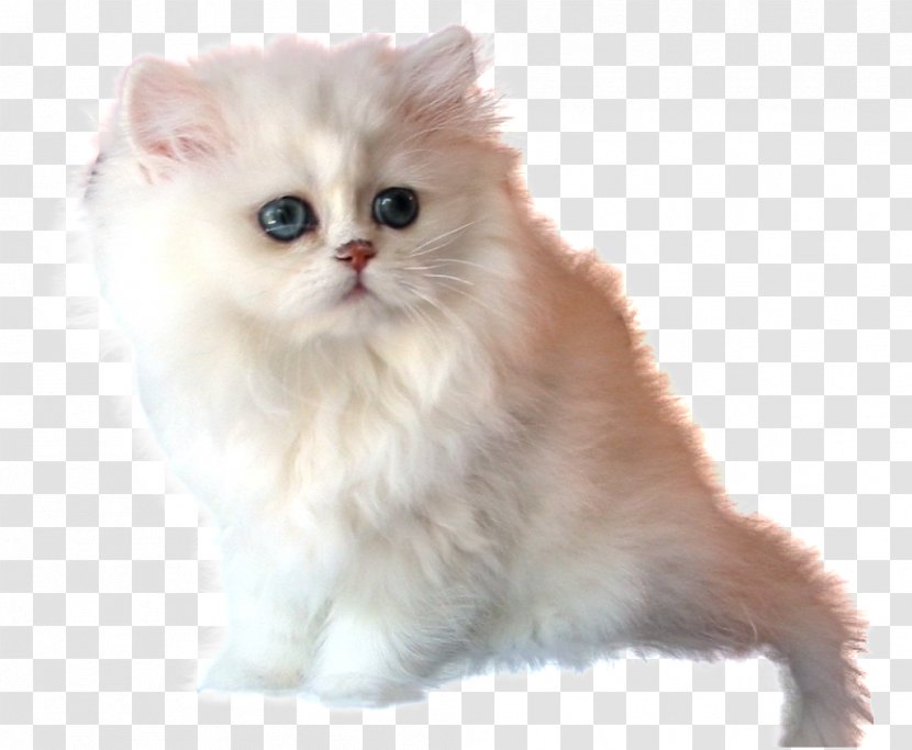 Persian Cat British Semi-longhair Asian Kitten Ragamuffin - Semi Longhair - PATAS Transparent PNG