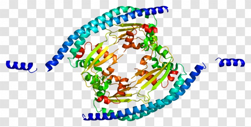 Protein SET Proto-oncogene - Heart - Watercolor Transparent PNG