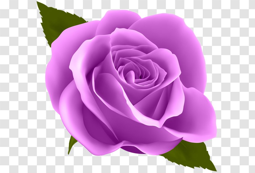 Rose Flower Clip Art - Family Transparent PNG