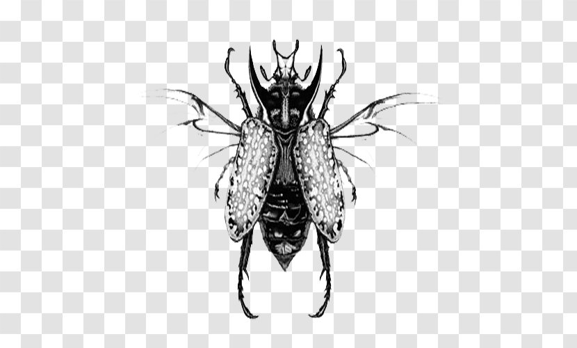 Cockroach Black And White Illustration - Invertebrate - Illustrations Transparent PNG