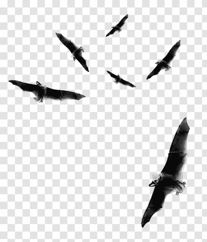 Bat Flight Halloween Clip Art - Feather Transparent PNG