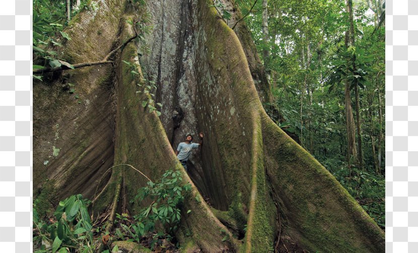 Kapok Tree Rainforest Valdivian Temperate Rain Forest Yasuni National Park Transparent PNG