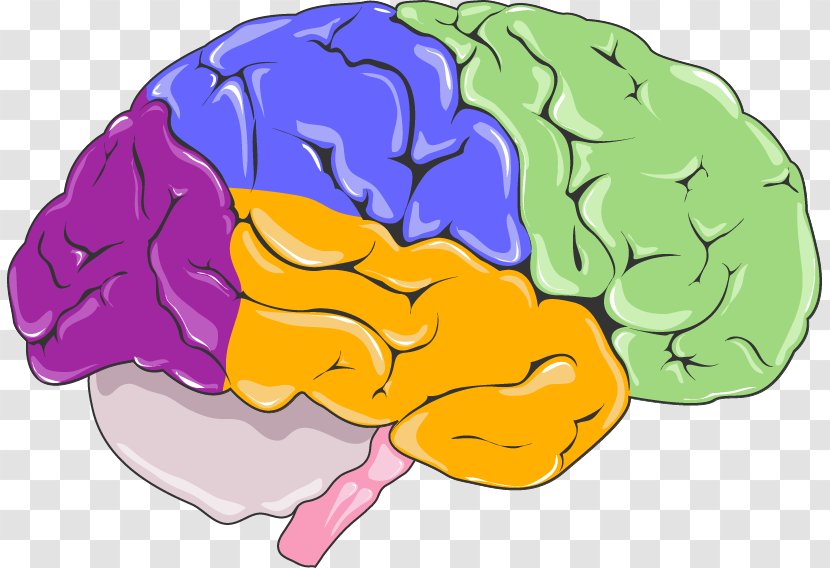 Brain Central Nervous System Neurology Human Body - Cartoon Transparent PNG