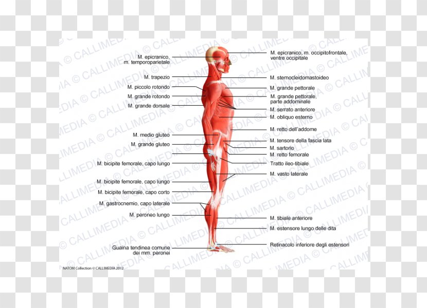 Homo Sapiens Human Body Trapezius Muscle Muscular System - Heart - Korean Transparent PNG