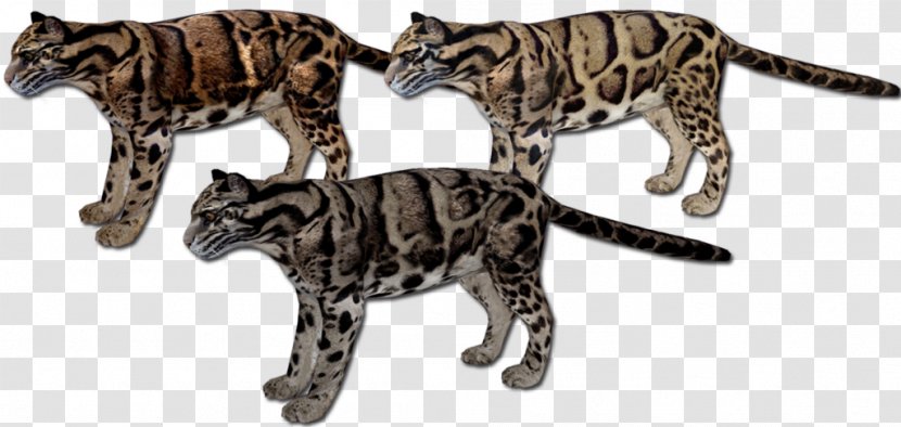 Bengal Cat California Spangled Savannah Wildcat Terrestrial Animal - Tail - Clouded Leopard Transparent PNG