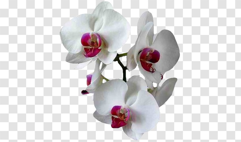Moth Orchids E-card Greeting - Petal - Seed Plant Transparent PNG