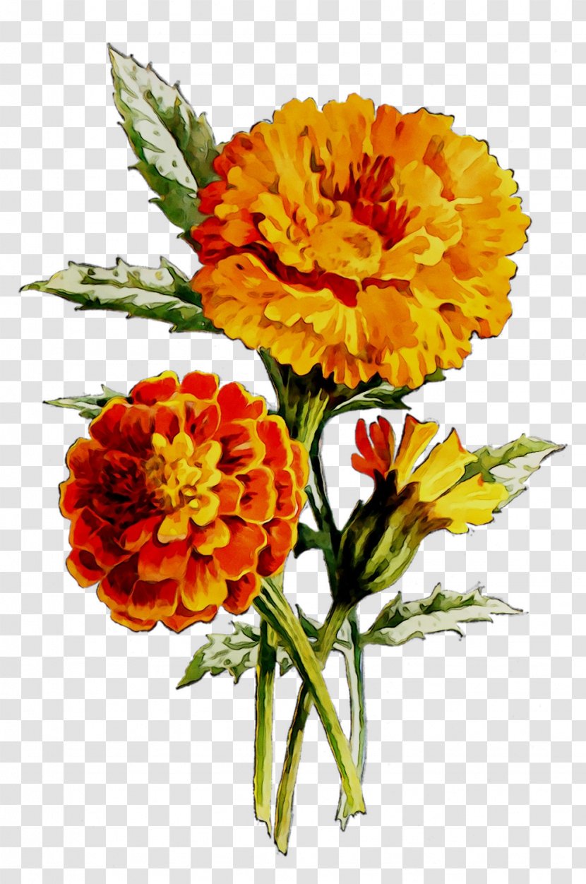 English Marigold Floral Design Oil Cut Flowers Huile De Noyaux - Orange Transparent PNG