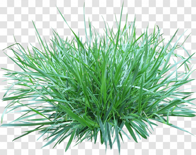 Image Resolution Clip Art - Wheatgrass - Grass Transparent PNG