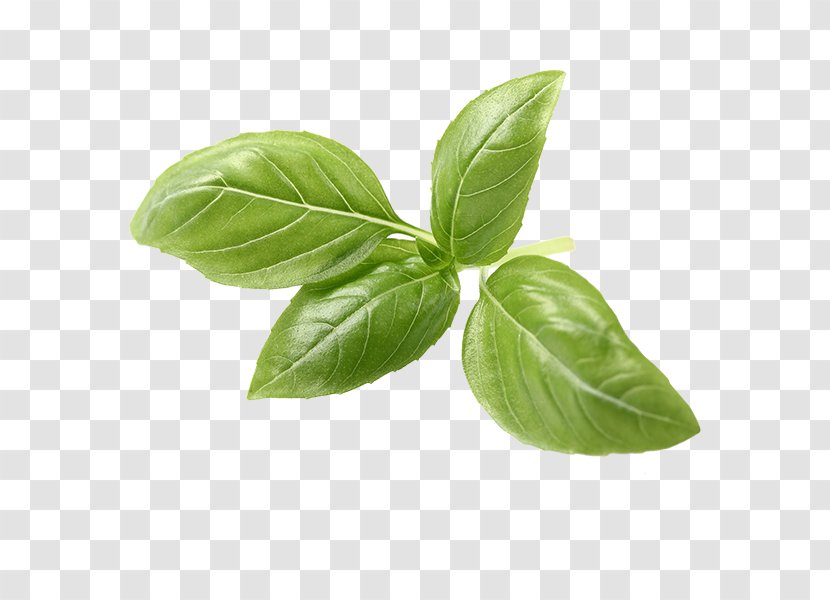 Basil Italian Cuisine Herb Tea Pesto Transparent PNG
