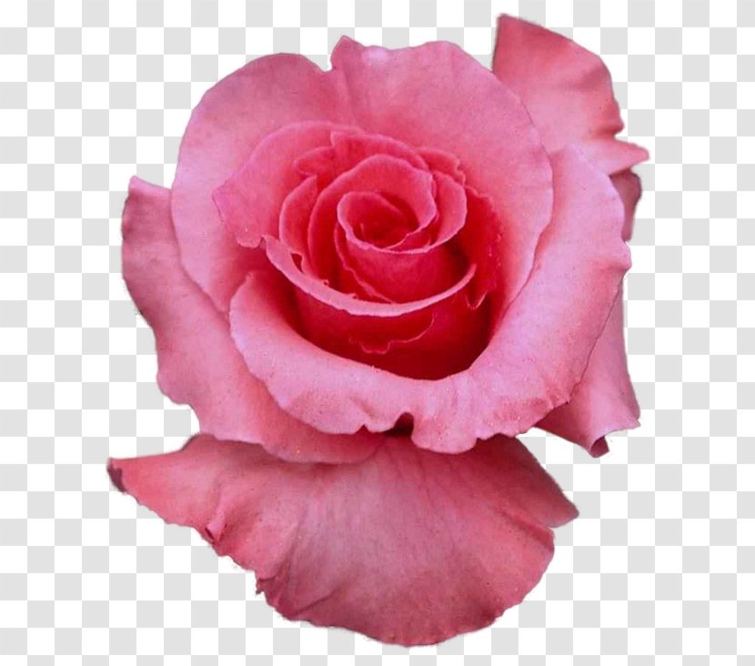 Desktop Wallpaper Rose Flower 1080p - Order Transparent PNG