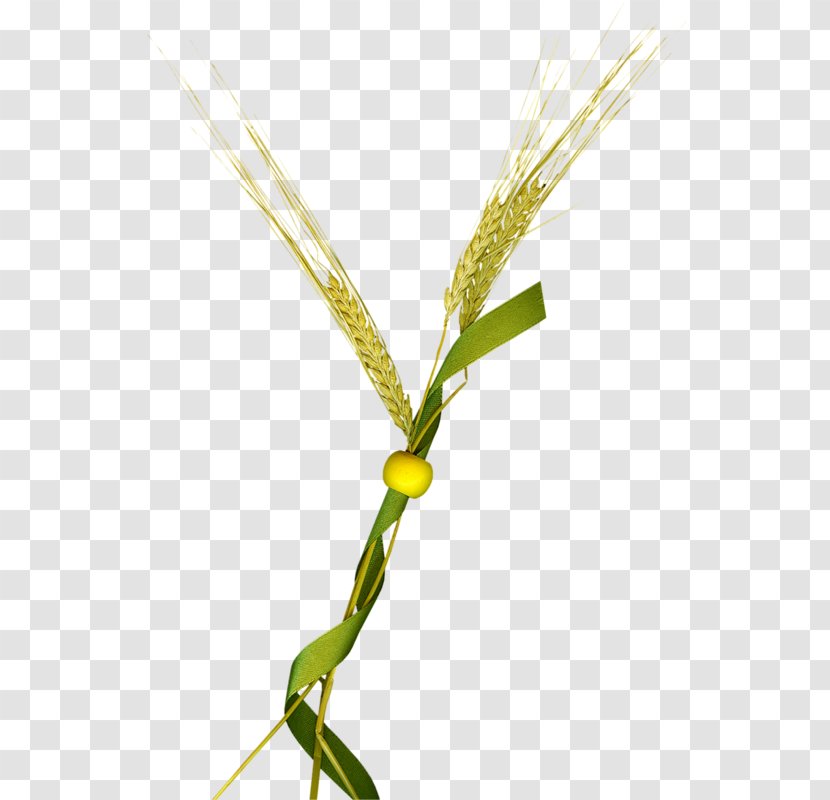 Euclidean Vector Wheat Icon - Grass Transparent PNG