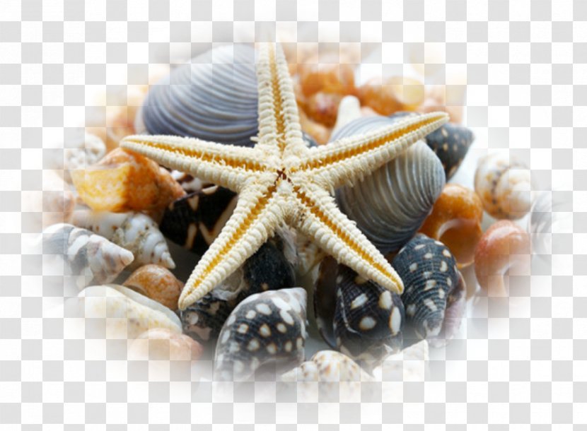 Sea Urchin Seashell Mollusc Shell Make It To The Top - Clams Oysters Mussels And Scallops Transparent PNG