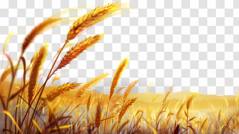 Wheat Dough Wallpaper - Yellow - Beautiful Golden Field Transparent PNG