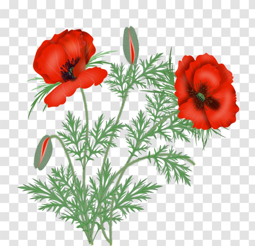 Bouquet Of Flowers Drawing - Floral Design - Wildflower Cinquefoil Transparent PNG