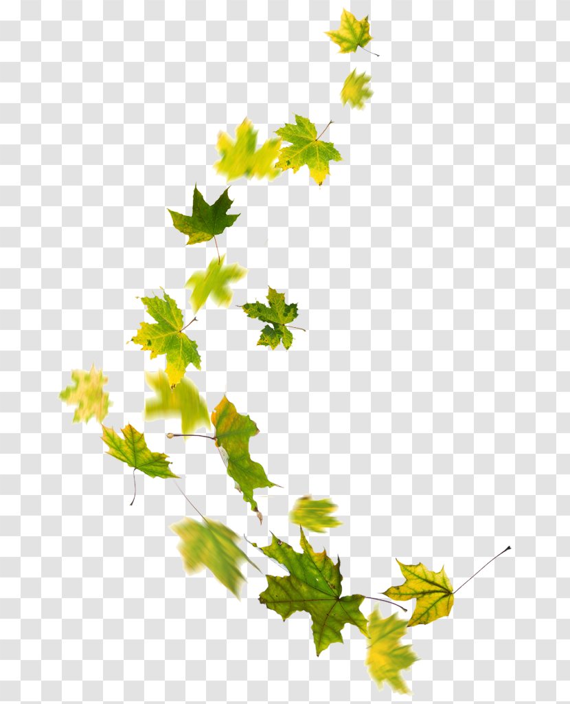 Plant Stem Leaf Line Flower Branching - Tree - Body Bilder Transparent PNG