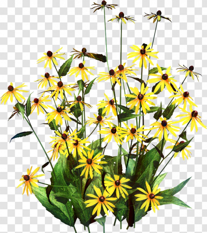 Black-eyed Susan Clip Art Garden Image - Sunflower - Tickseed Transparent PNG