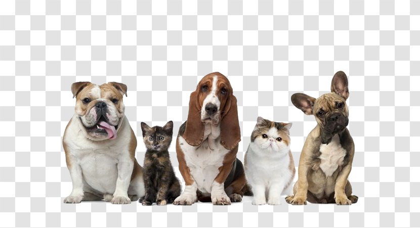 Pet Sitting Dog Cat Insurance - Puppy Or Kitten In A Row Transparent PNG