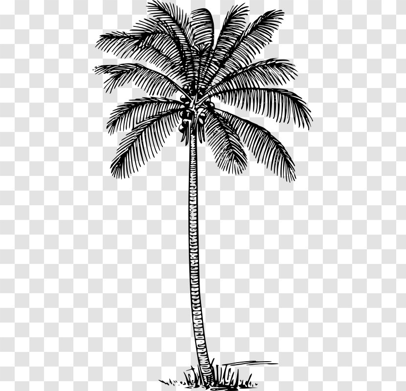 Arecaceae Coconut Lytocaryum Weddellianum Drawing Clip Art - Palm Black Transparent PNG