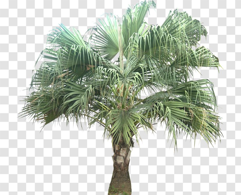 Asian Palmyra Palm Livistona Chinensis Coconut Babassu Arecaceae - Oil Palms Transparent PNG