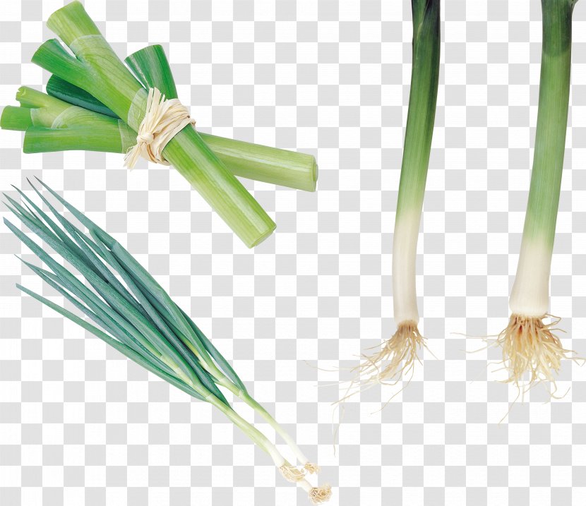 Allium Fistulosum Onion Garlic Leek Vegetable - Grass Transparent PNG