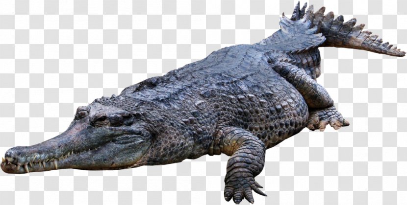 Crocodile Clip Art - Alligator - Crocodile, Gator Transparent PNG