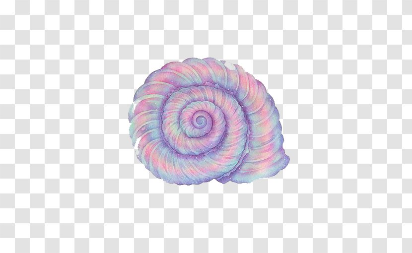 Purple Sea Snail Conch - Spiral Transparent PNG