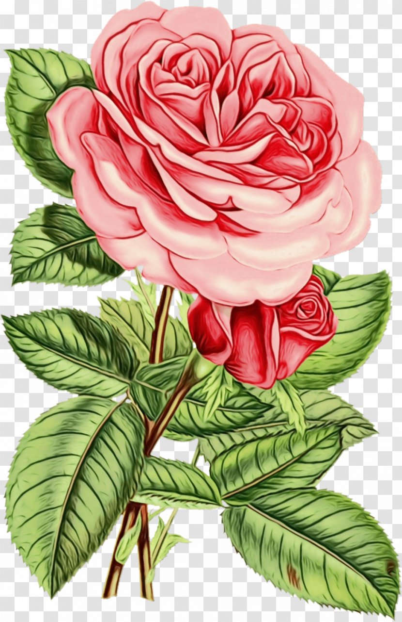 Garden Roses - Plant - Rose Family Petal Transparent PNG