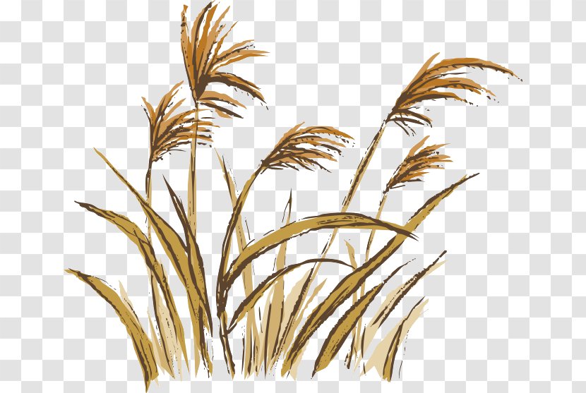 Broom-corn No Illustration - Commodity - Dog's Tail Grass Transparent PNG