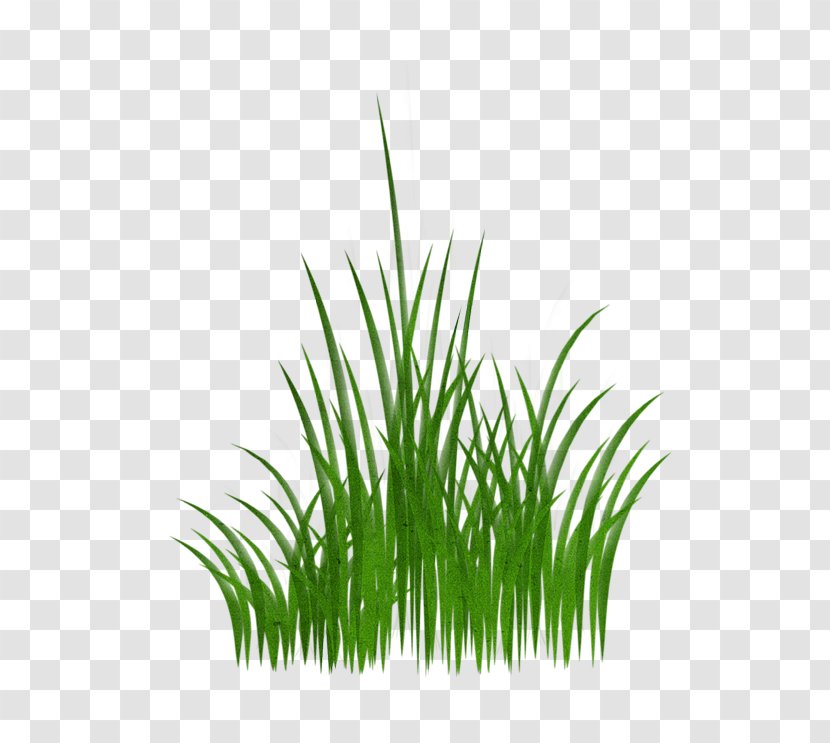 Download - Project - Green Grass Transparent PNG