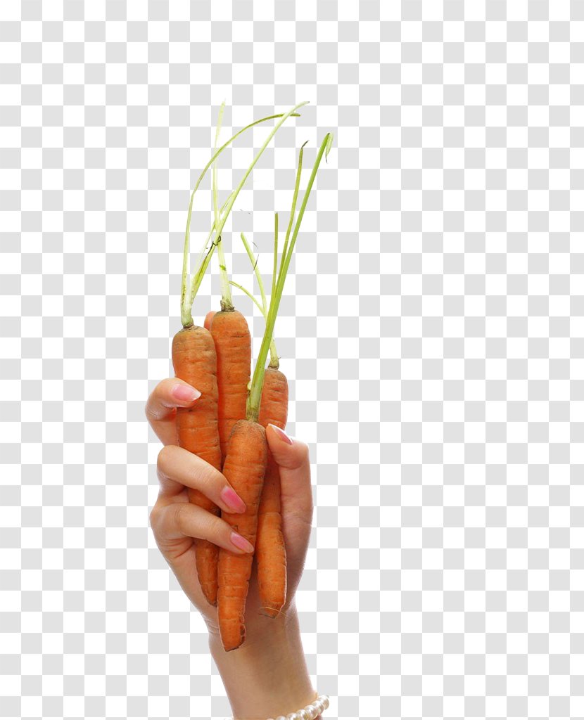 Carrot Vegetable Radish - Daucus Carota Transparent PNG