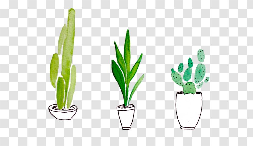 Cactus Watercolor Painting Drawing Succulent Plant Plants - Flowering Transparent PNG
