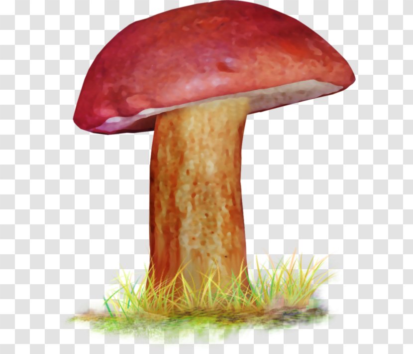 Edible Mushroom Penny Bun Bolete Medicinal Fungi Medicine - Boletusboletus Transparent PNG